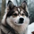Pomsky Corgi Mix: Understanding the Temperament and Behavior of This Adorable Hybrid