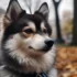 Pomsky Mom and Dad: Understanding the Breeding Standards