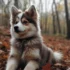 Pomsky Momsky: Understanding the Personality Traits of This Adorable Breed