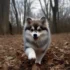 Pomsky vs Pomeranian: Which One is More Suitable for You?