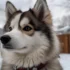 Find Your Perfect Pomsky in NYC: Tips for Finding the Right Breeder