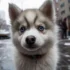 10 Unique Pomsky Name Ideas for Your Furry Friend