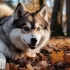 Pomsky Price Guide: How Much Do Miniature Pomskies Cost?