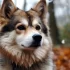 Pomsky Norge: All You Need to Know About Pomskies in Norway