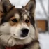 Discover the Best Pomsky Breeders in North Carolina for Your Perfect Companion