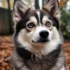 What Is A Pomsky And What Makes Them So Popular?