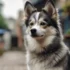Pomsky Breeders in Ontario: Finding the Right Pomsky Breeder