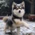 Discover the Adorable Pomskies in Oregon: Tips for Finding a Reliable Breeder