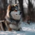 Pomsky Brown And White: A Guide To Their Size, Appearance, And Personality Traits
