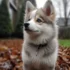 Adorable Pomsky Puppies For Sale In Indiana