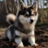 Pomsky Pack Supply: Essential Items for Your Furry Friends