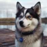 Discover the Ultimate Pomsky Paradise