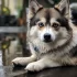 Pomsky Pals: Tips for Socializing Your New Pomsky Puppy