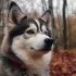 Pomsky Perfection in Wisconsin: Where to Find Your Ideal Pomsky Puppy
