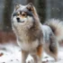 Are Pomsky Dogs Aggressive? Debunking The Myths
