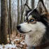 Pomsky Breeders in Champaign IL