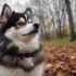 Pomsky Peso: Understanding the Price of Owning a Pomsky