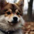 Pomsky Puppies for Sale in Philadelphia