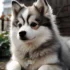 Full Grown Pomsky Pictures: How Big Do Pomskies Get?