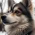 Pomsky Puppies at Petland: Price, Breeding Standards and Adoption Tips
