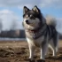 Pomsky Pies: Understanding the Personality Traits of This Adorable Breed