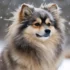 What Do Pomskies Look Like: A Guide To Their Size And Appearance
