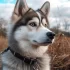 Pomsky Weight and Size: What You Need to Know