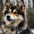 Pomsky Puppies for Sale in Pittsburgh