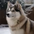 Pomsky Playing: Tips and Tricks to Keep Your Pomsky Entertained