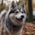 Long-haired Pomskies: Grooming Tips and Tricks
