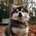 All About Pomsky Pomeranian Husky Mixes: A Comprehensive Guide for Dog Owners