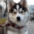 Pomsky Mixed with Husky: Understanding the Unique Personality Traits