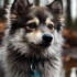 Pomsky Pomeranian Mix: Everything You Need to Know
