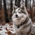 Polar Pomskies: Understanding the Personality Traits of this Arctic Mix