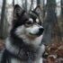 FAQs about Pomsky Names