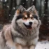 White Pomsky With Blue Eyes: A Guide To This Stunning Breed