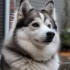 Pomsky x Pomeranian: The Ultimate Guide to this Adorable Mix