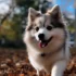 Pomsky Puppies for Sale: Finding the Perfect Furry Friend