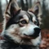 Pomsky Teacup For Sale: Finding Your Perfect Companion
