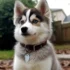 Pomsky Pomeranian Mix: The Ultimate Guide to this Adorable Breed