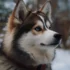 Unlocking the Power of Pomsky Puppies: Understanding their Personality Traits