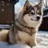 Pomsky Precio: ¿Cuánto cuesta un Pomsky en Perú?