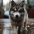 Pomsky Precio Mexico: ¿Cuánto cuesta un Pomsky en México?