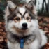 Pomsky Precio Colombia: ¿Cuánto Cuesta un Pomsky en Colombia?