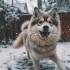 Pomsky Puppies at Petland: Price, Breeding Standards and Adoption Tips