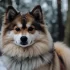 Pomsky Precio Chile: ¿Cuánto cuesta un Pomsky en Chile?