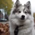 Pomsky Precio: ¿Cuánto cuesta un Pomsky en Perú?