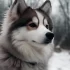 Pomsky Price in Australia: How Much Should You Expect to Pay?