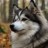 Pomsky Prices in California: How Much Should You Expect to Pay?