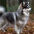 All About Pomsky Puppies: Understanding Their Personality Traits And Temperament